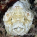 scorpionfish_devil_rr_sur_h_0067_tha1545_rv.jpg